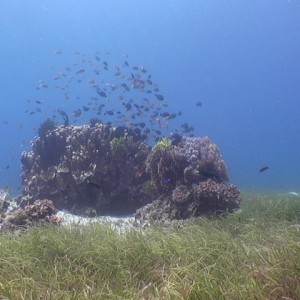 fish oasis, Cebu Philippines