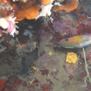 Rainbow_wrasse