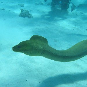 Green_Moray_Eel_