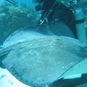 Stingray_City_1_