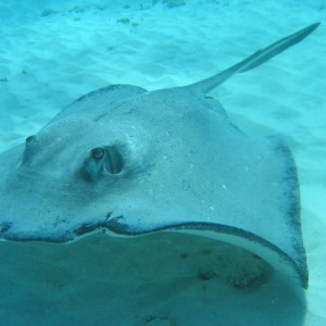 Stingray_City_4_