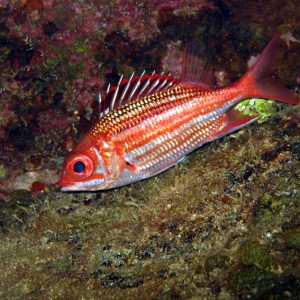 Squirrelfish