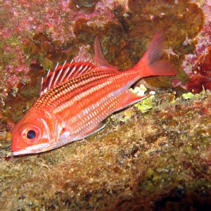 Squirrelfish