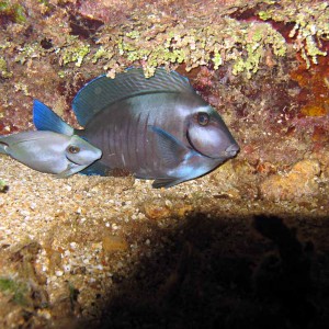 Blue tang