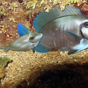 Blue tang