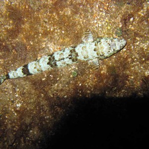 Lizardfish