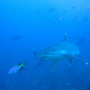 FIJI-Beqa Lagoon 2006