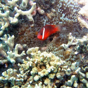 FIJI-Beqa Lagoon 2006