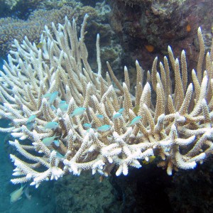 FIJI-Beqa Lagoon 2006