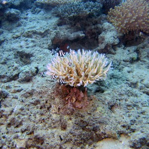 FIJI-Beqa Lagoon 2006