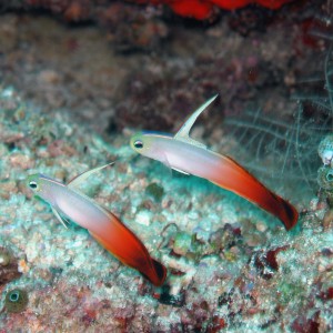 Sipadan 06 - Fire Goby