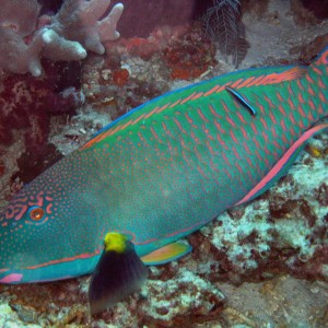 Sipadan 06 - parrotfish