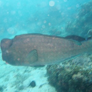 Sipadan 06 - bumphead parrotfish