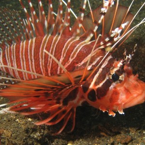 Lionfish