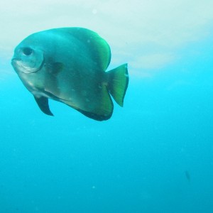 Curious Batfish