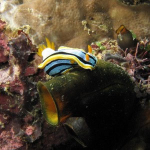 Nudibranch On A Sponge