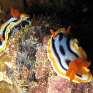 A Nudibranch Couple