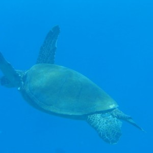 turtle29