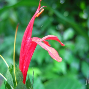 flower_and_cobweb