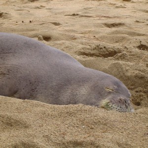 sleeping seal in Kauai, Hi