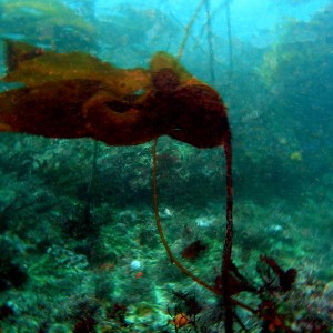 Flagging Bull Kelp