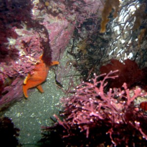 Red Coralline Alga