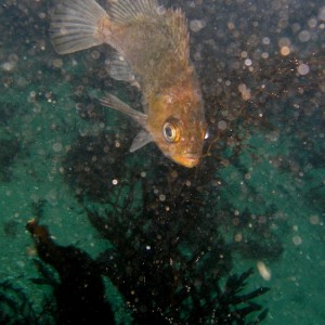 Kelp Rockfish