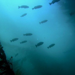 Schooling Kelp Bass