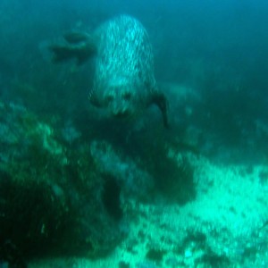 Young Sea Lion