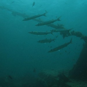 Barracudas at the barge