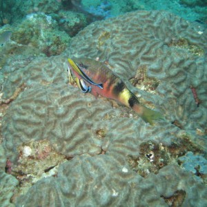 Cleaner wrasse at work