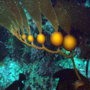 kelp closeup