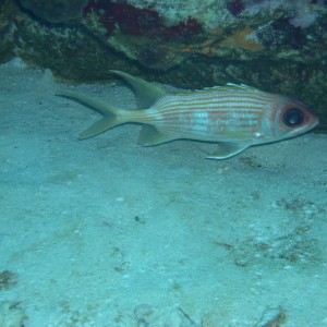 Squirrelfish