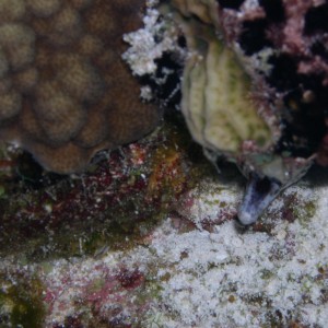 Spotted Moray