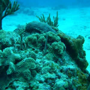 Lettuce Coral, Among Others