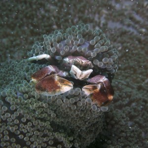 anemone_crab_1