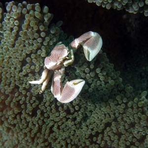 anemone_crab_2