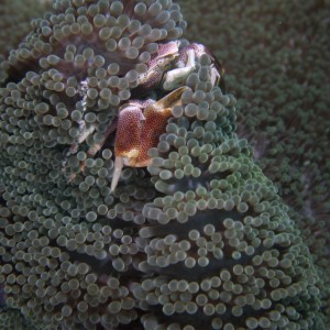 anemone_crab_3