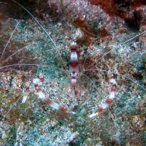 cleaner_shrimps2