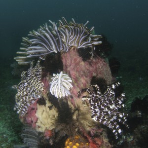 crinoids_and_sponges