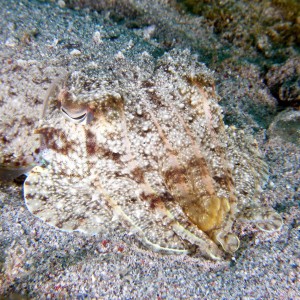 cuttlefish_face_2