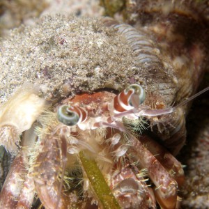 decorator_hermit_crab