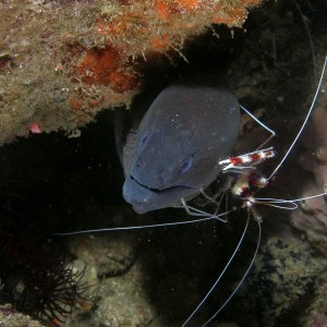 Moray_cleaning_station_2