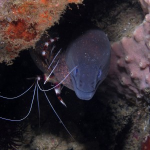 Moray_cleaning_station_3