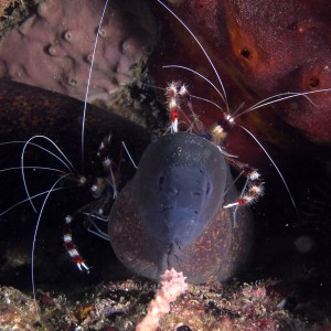 Moray_cleaning_station_4