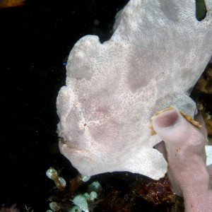 White_Giant_frogfish_1