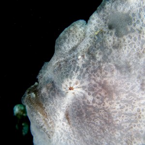 White_Giant_frogfish_face