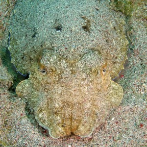 cuttlefish_camo_3