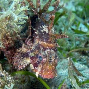 Shortfin Lionfish