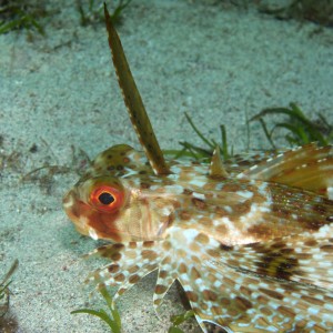 flying_gurnard3